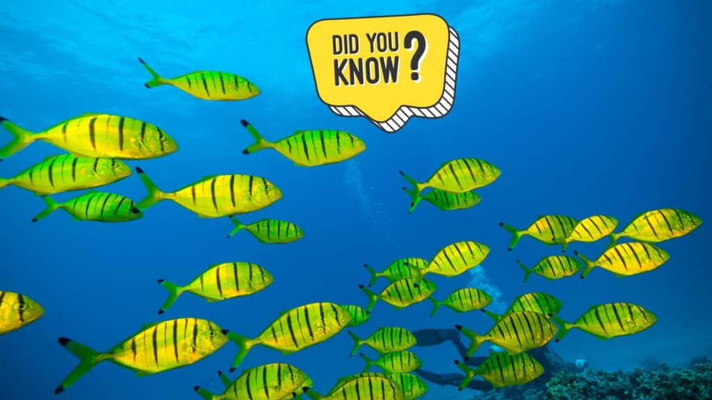 151+ Surprising Fish Trivia Facts You Need to Know - Meredith Plays