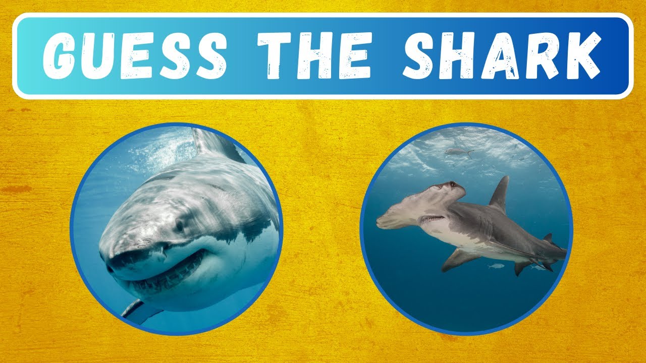 111+ Ultimate Shark Trivia Questions to Impress Your Friends - Meredith ...