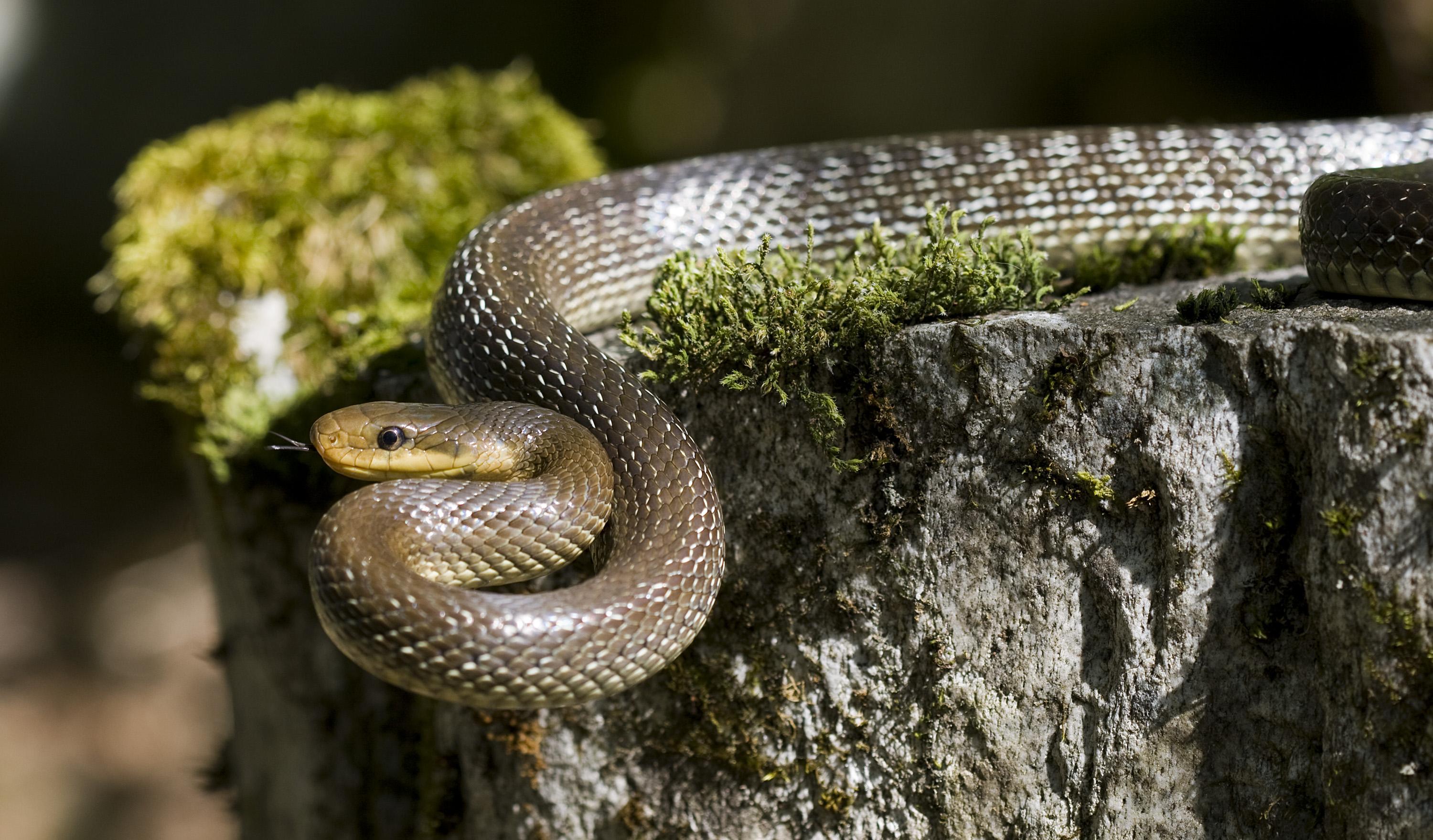 Aesculapian_Snake