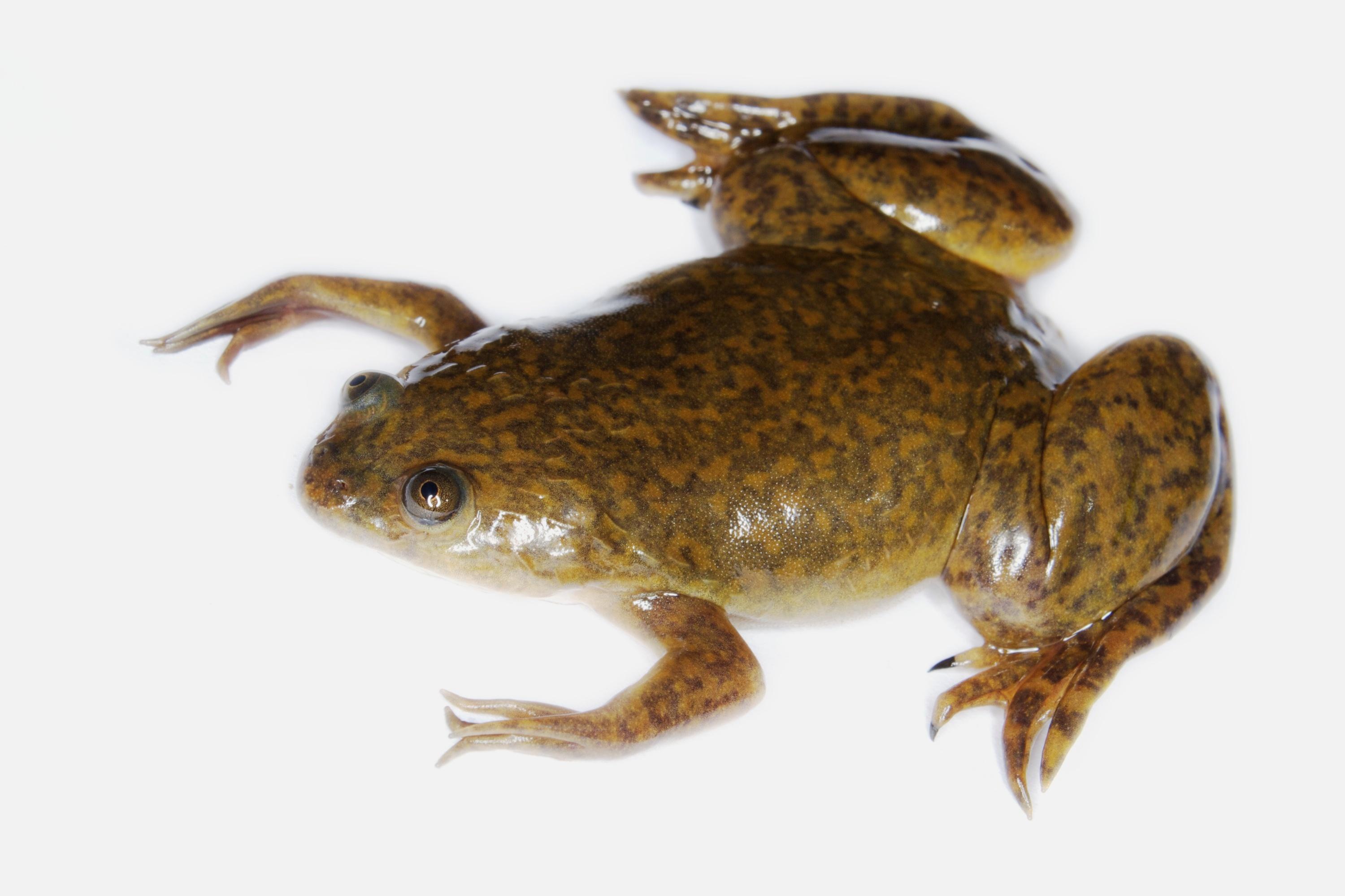 African_Clawed_Frog