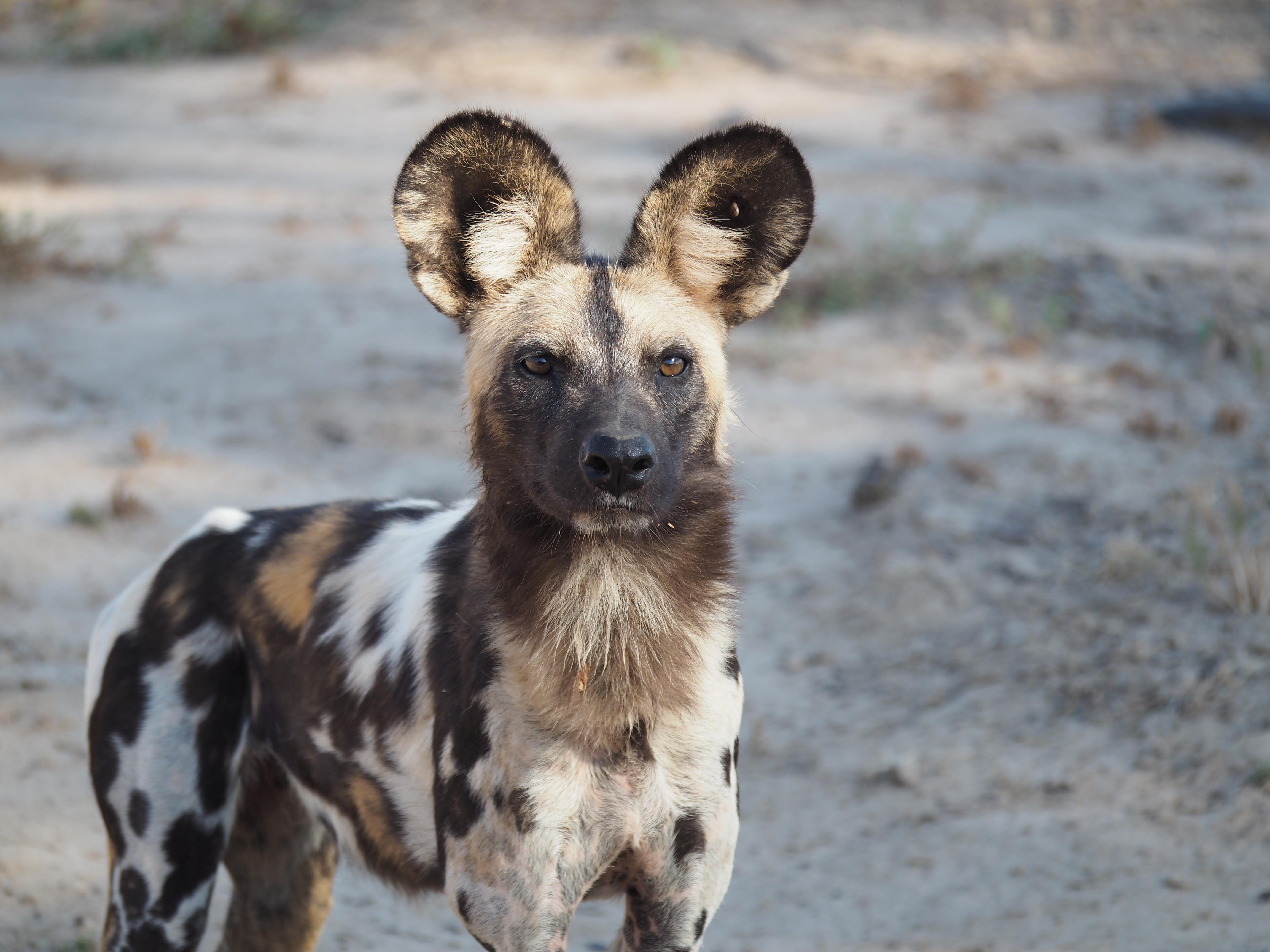 African_Wild_Dog