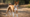 Basenji