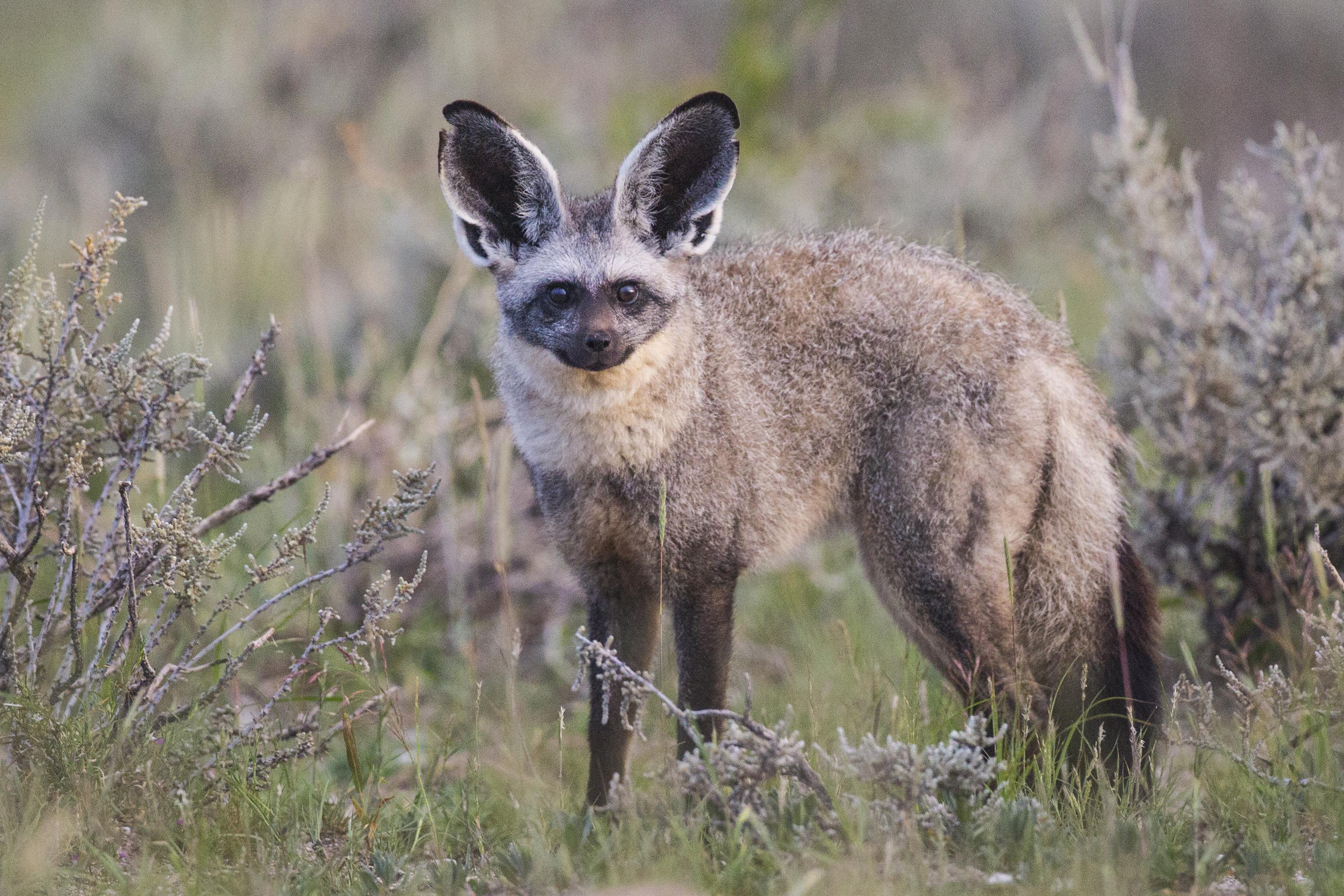 Bat-Eared_Fox