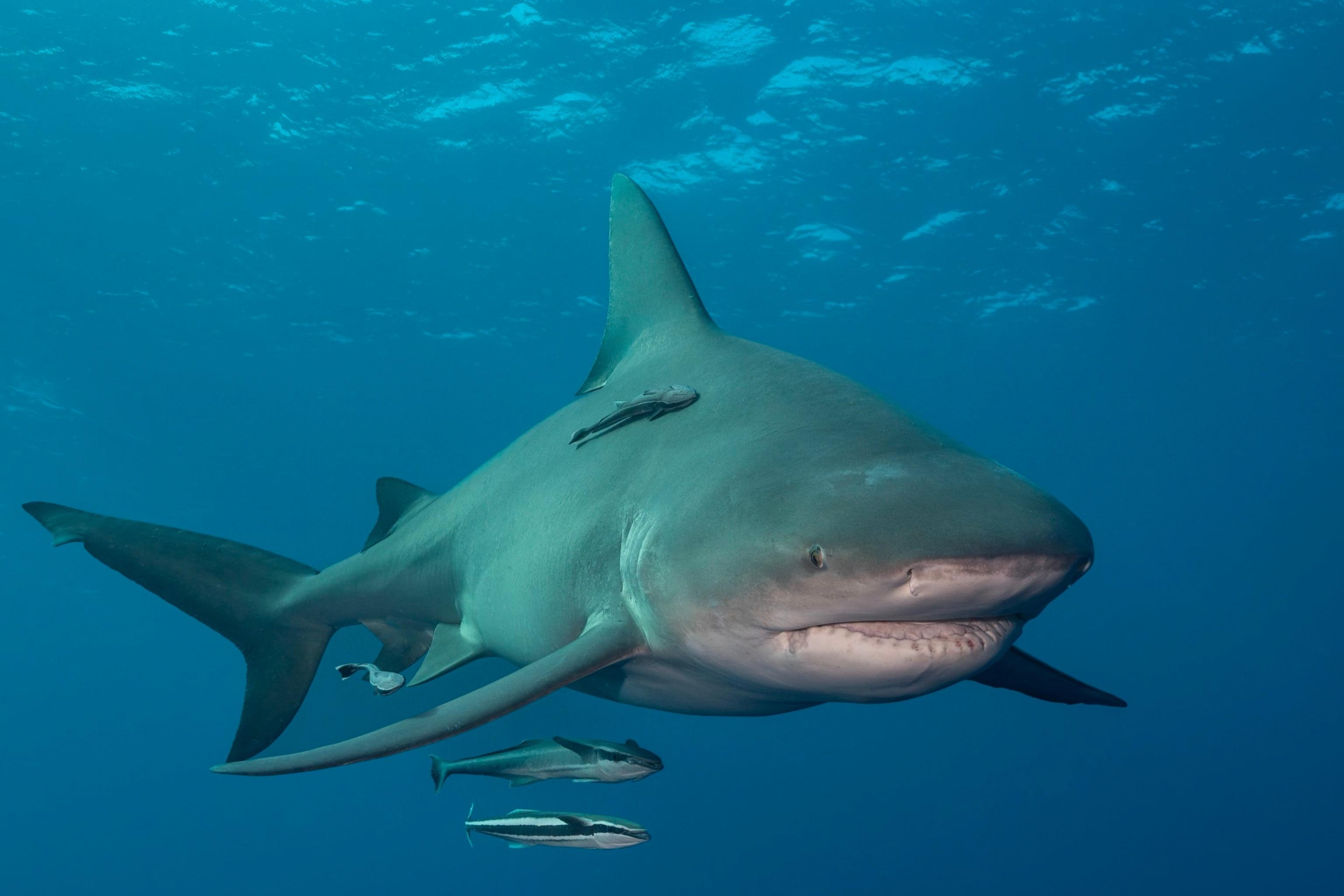 Bull_Shark