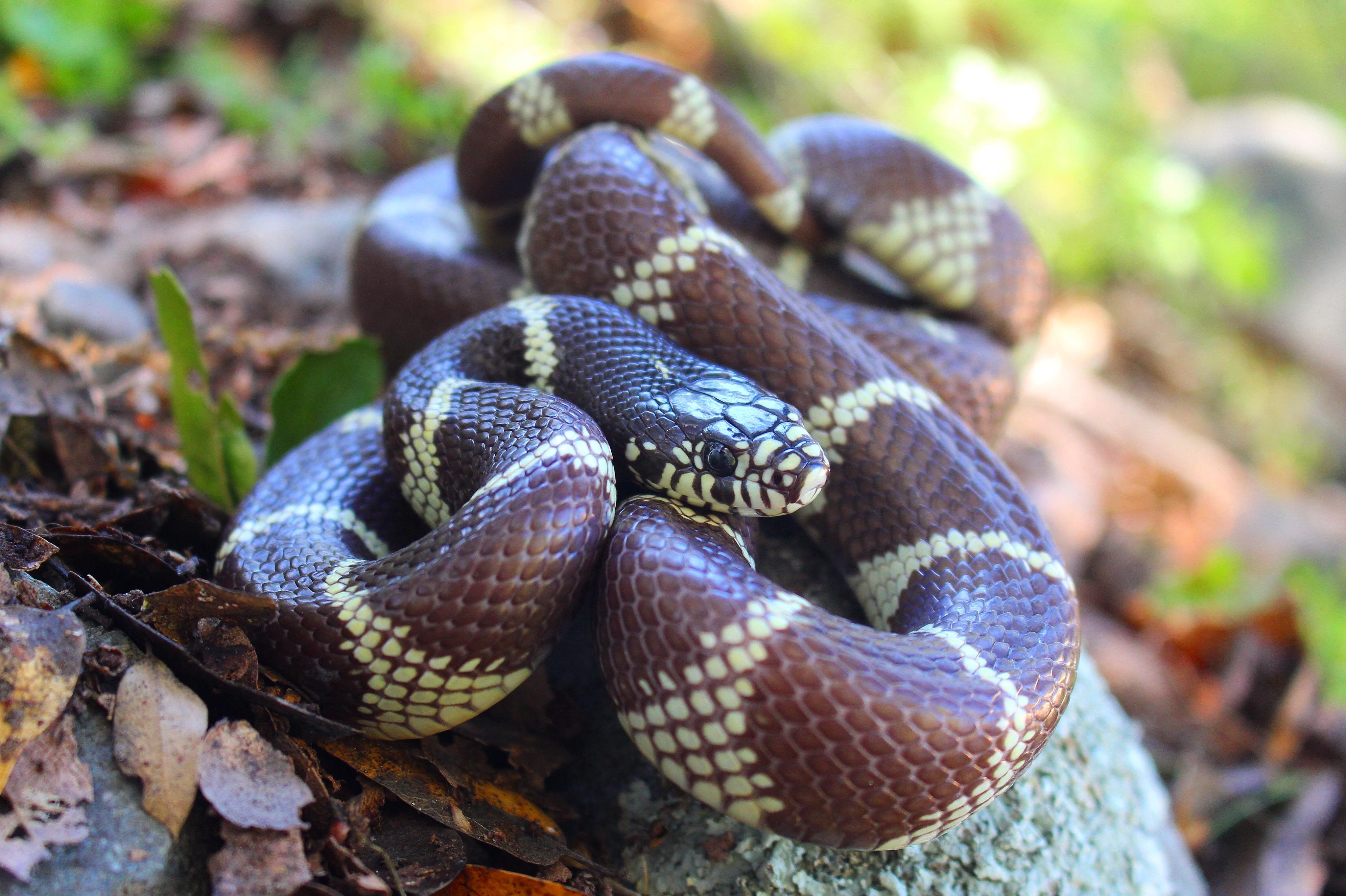 California_Kingsnake