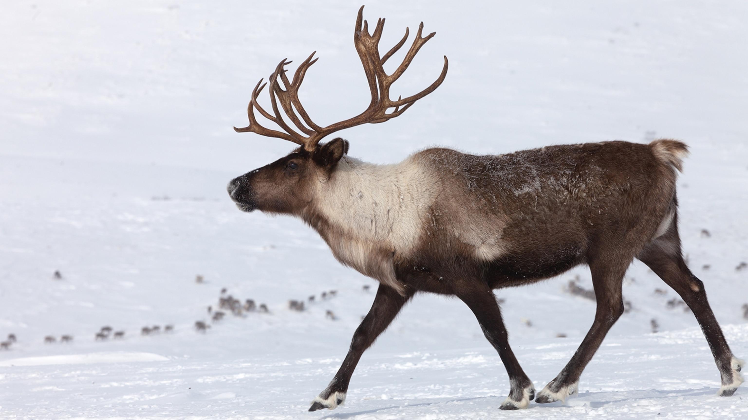 Caribou