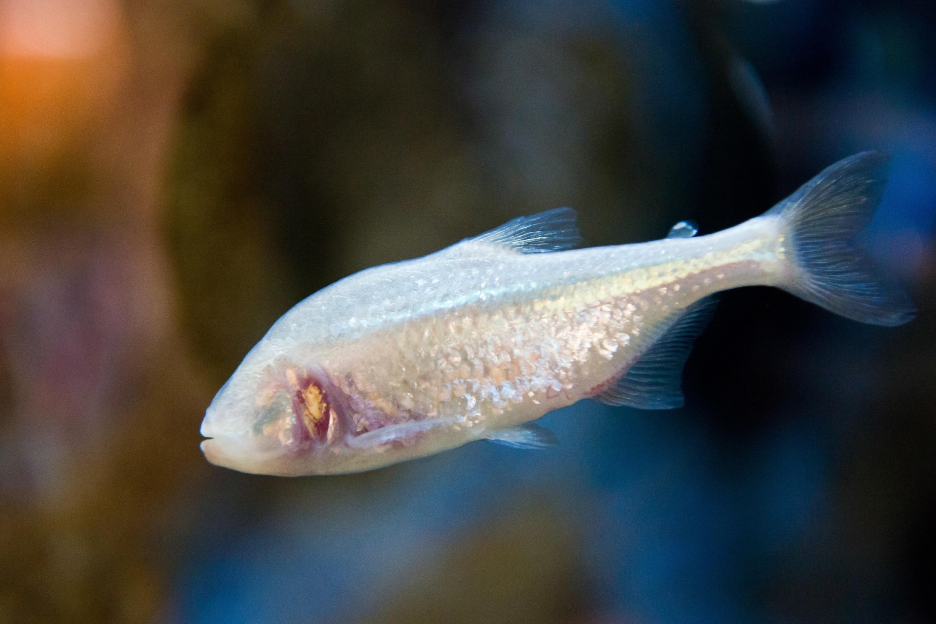 Cavefish