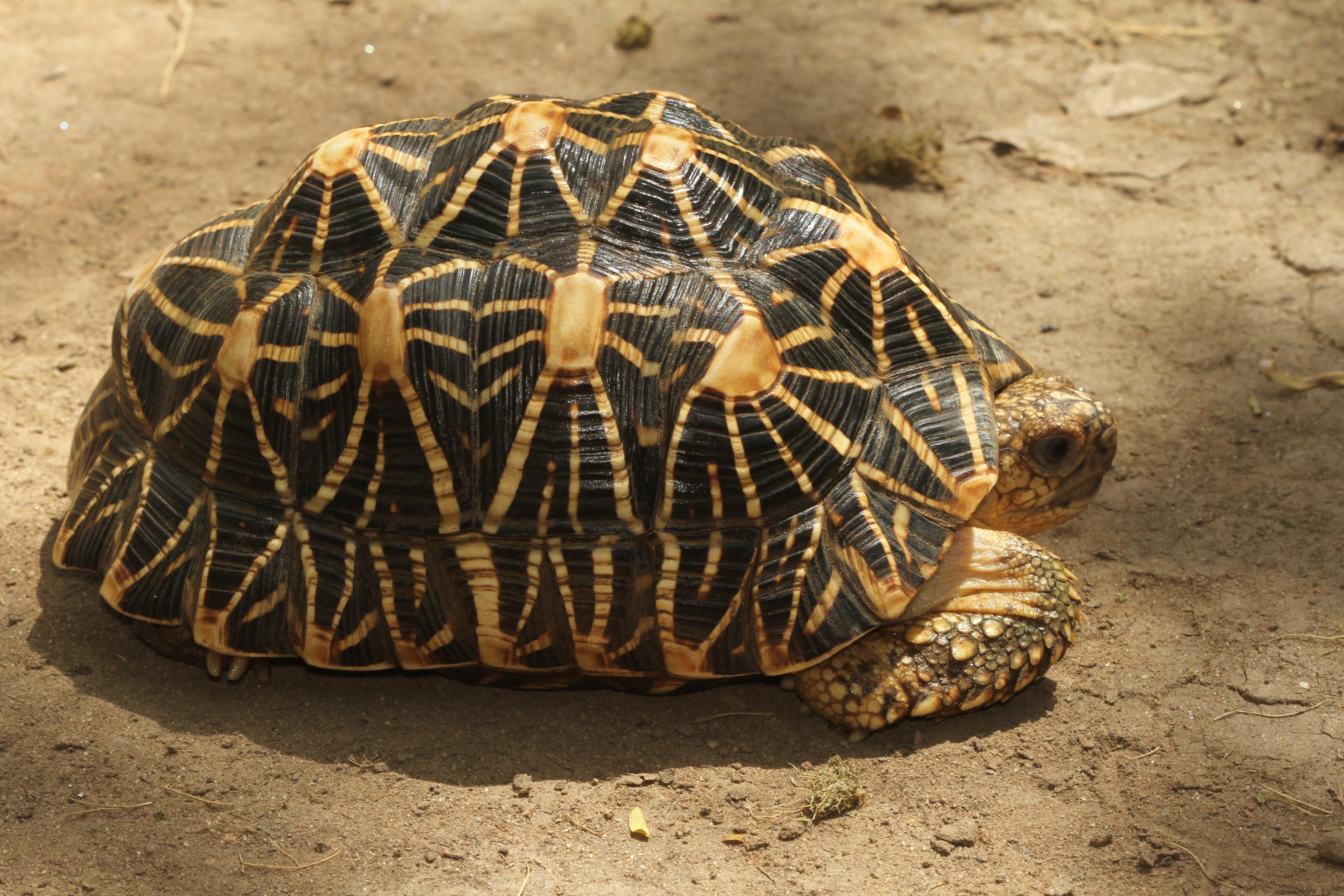 Indian_Star_Tortoise