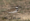 Killdeer