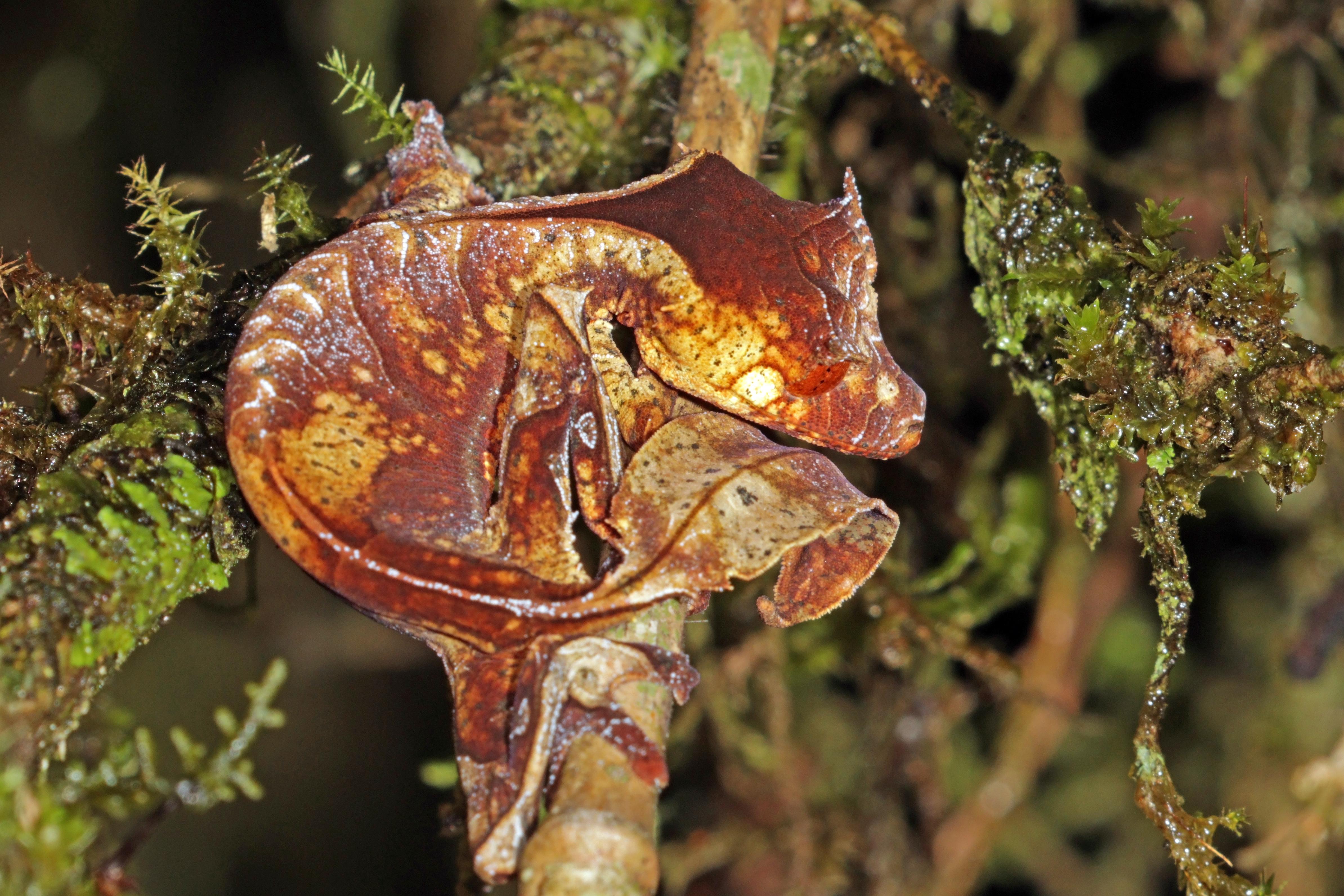 Leaf-Tailed_Gecko