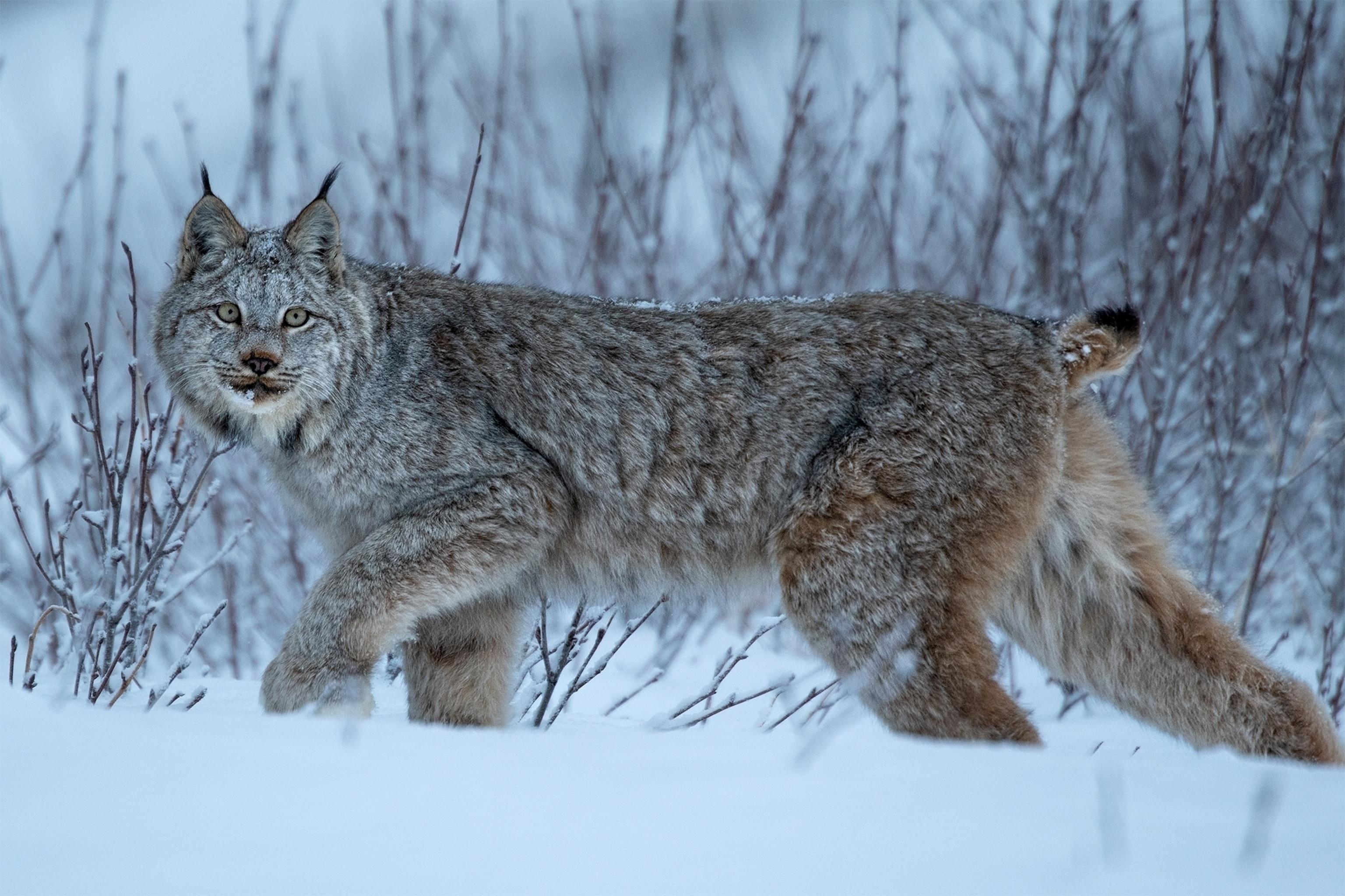 Lynx