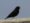 Quailfinch_Indigobird