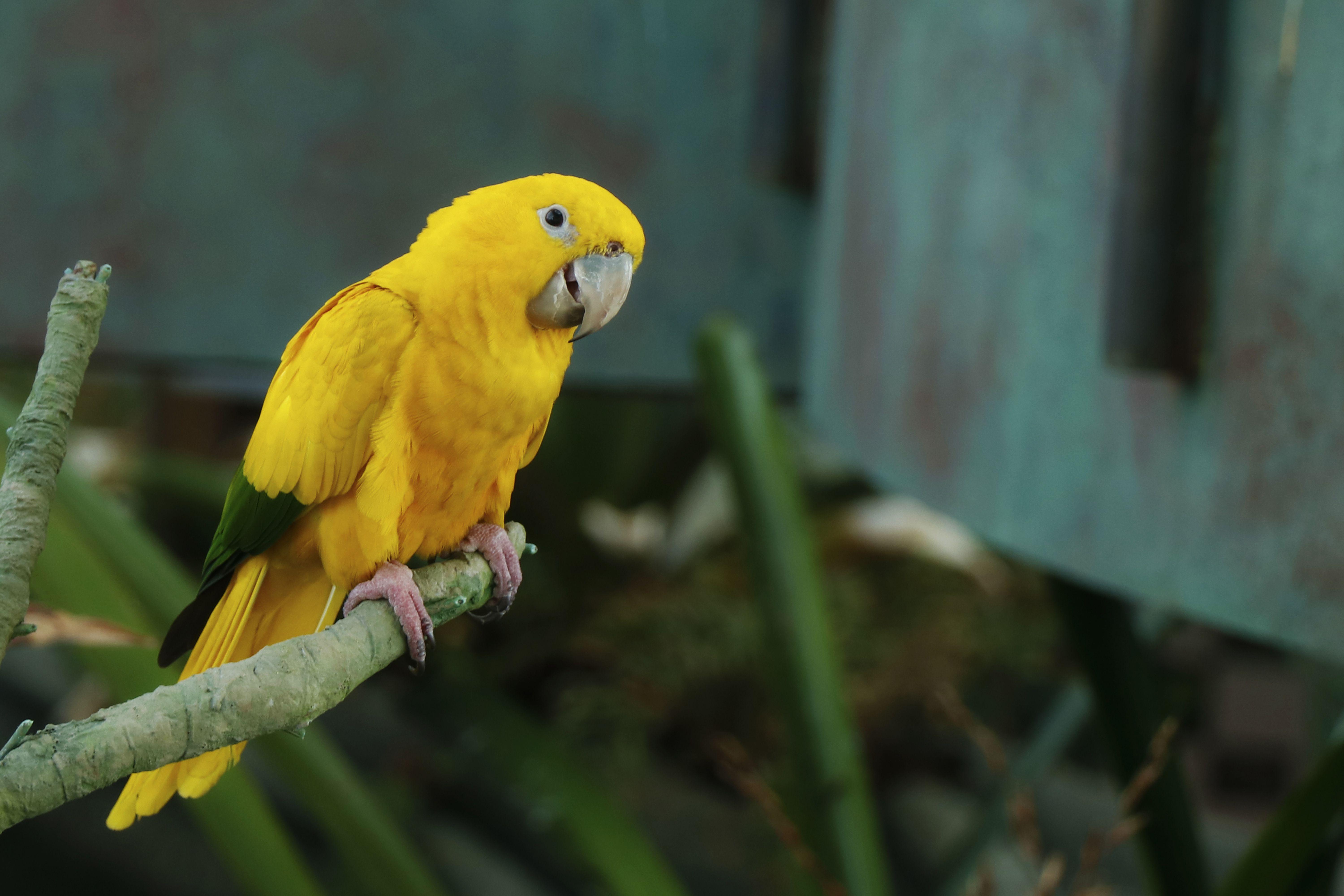 Queen_of_Bavaria_Conure_Golden_Conure