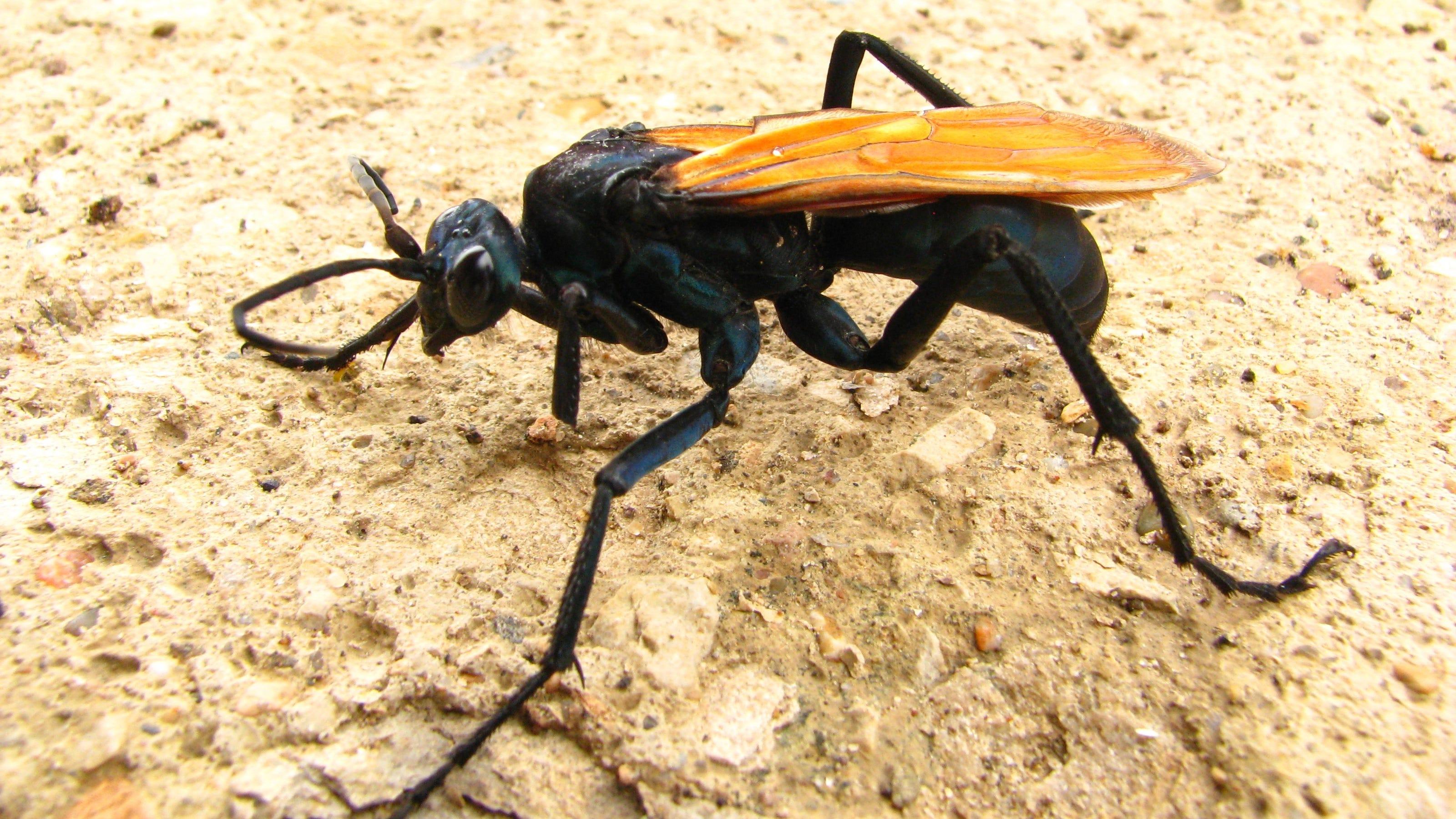 Tarantula_Hawk