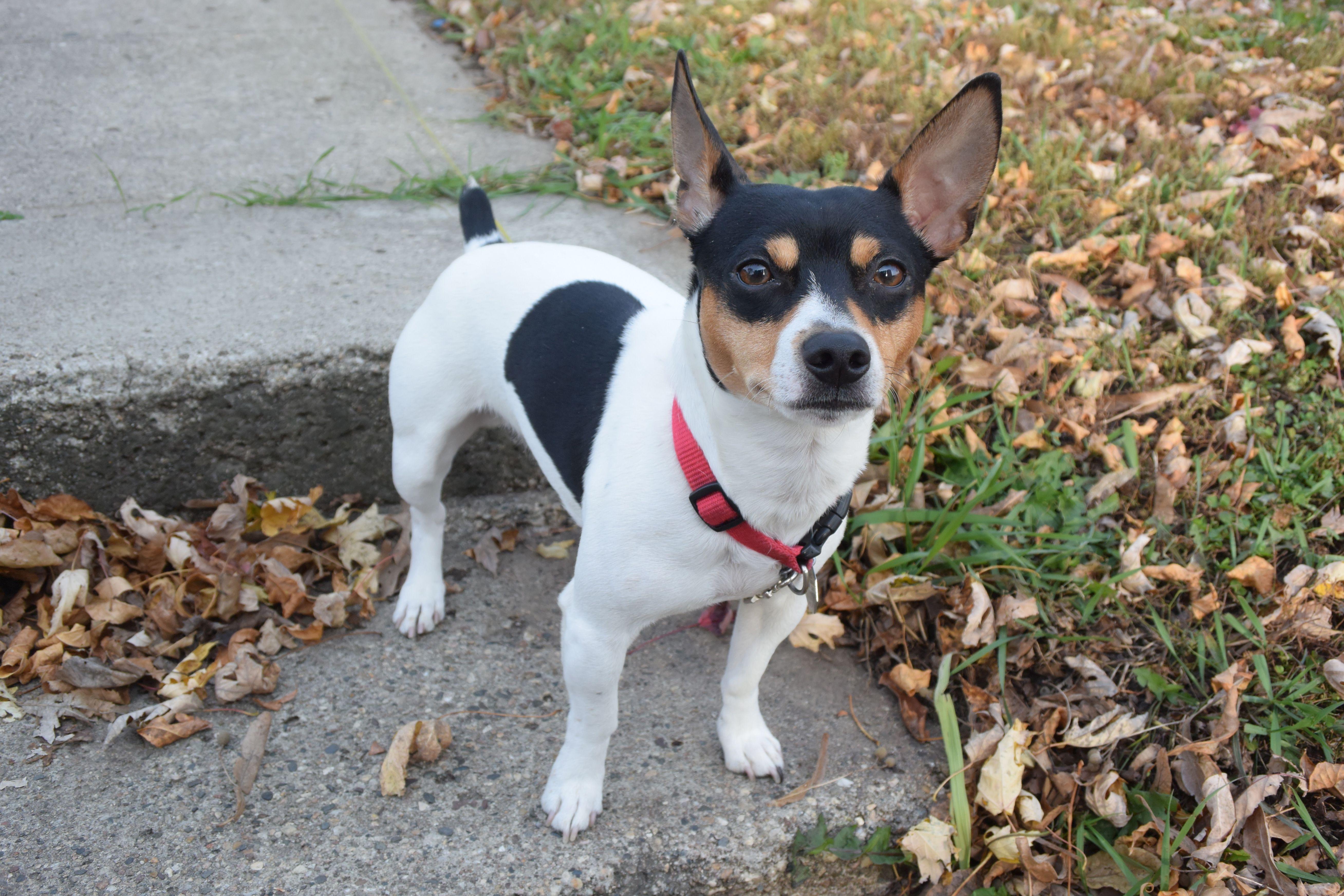 Teddy_Roosevelt_Terrier