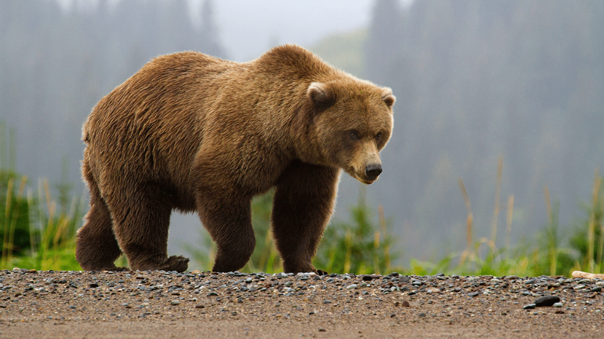 Alaskan_Brown_Bear