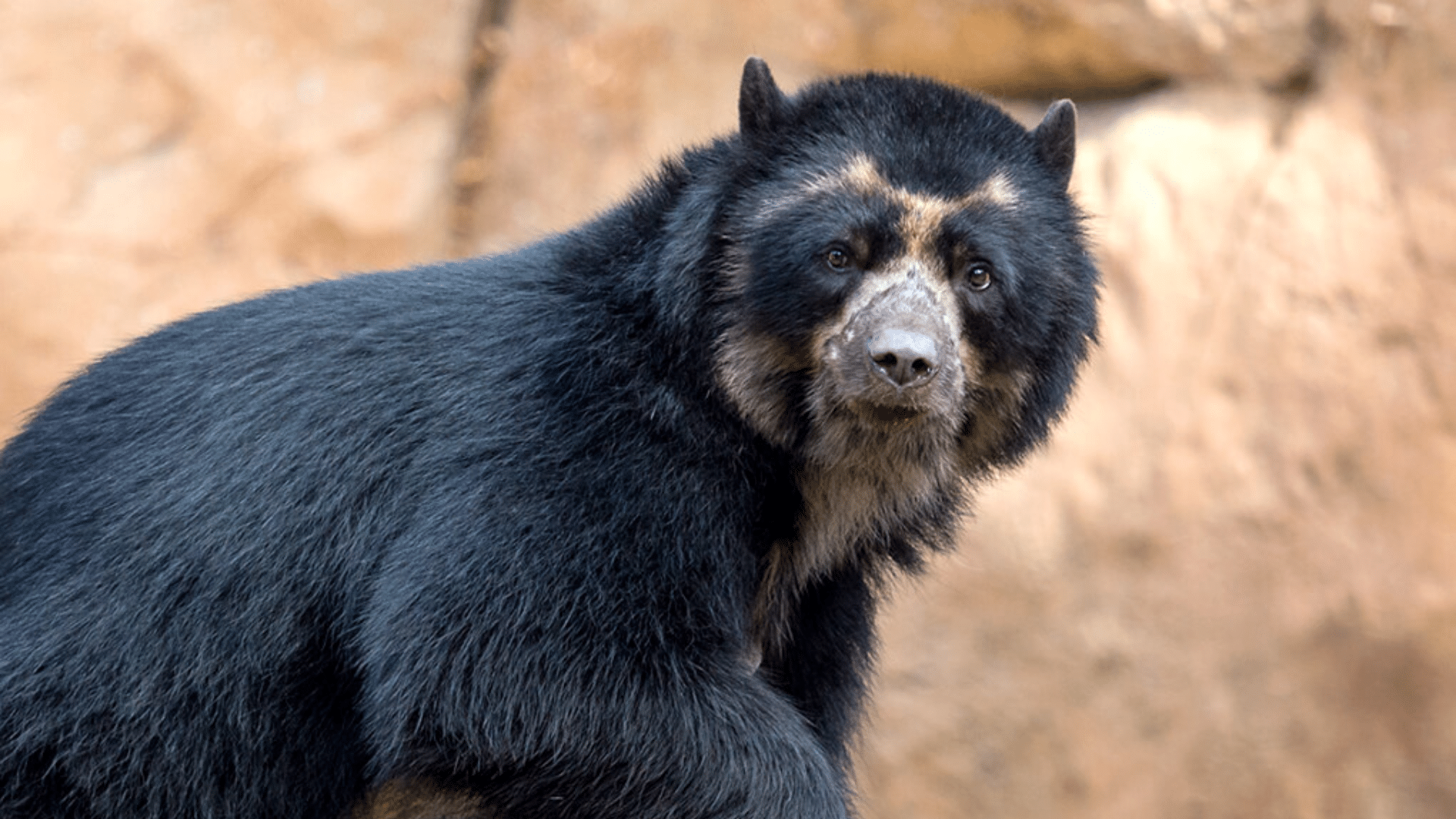 Andean_Bear