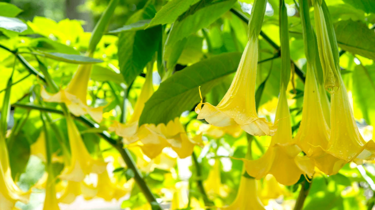 Angels_Trumpet