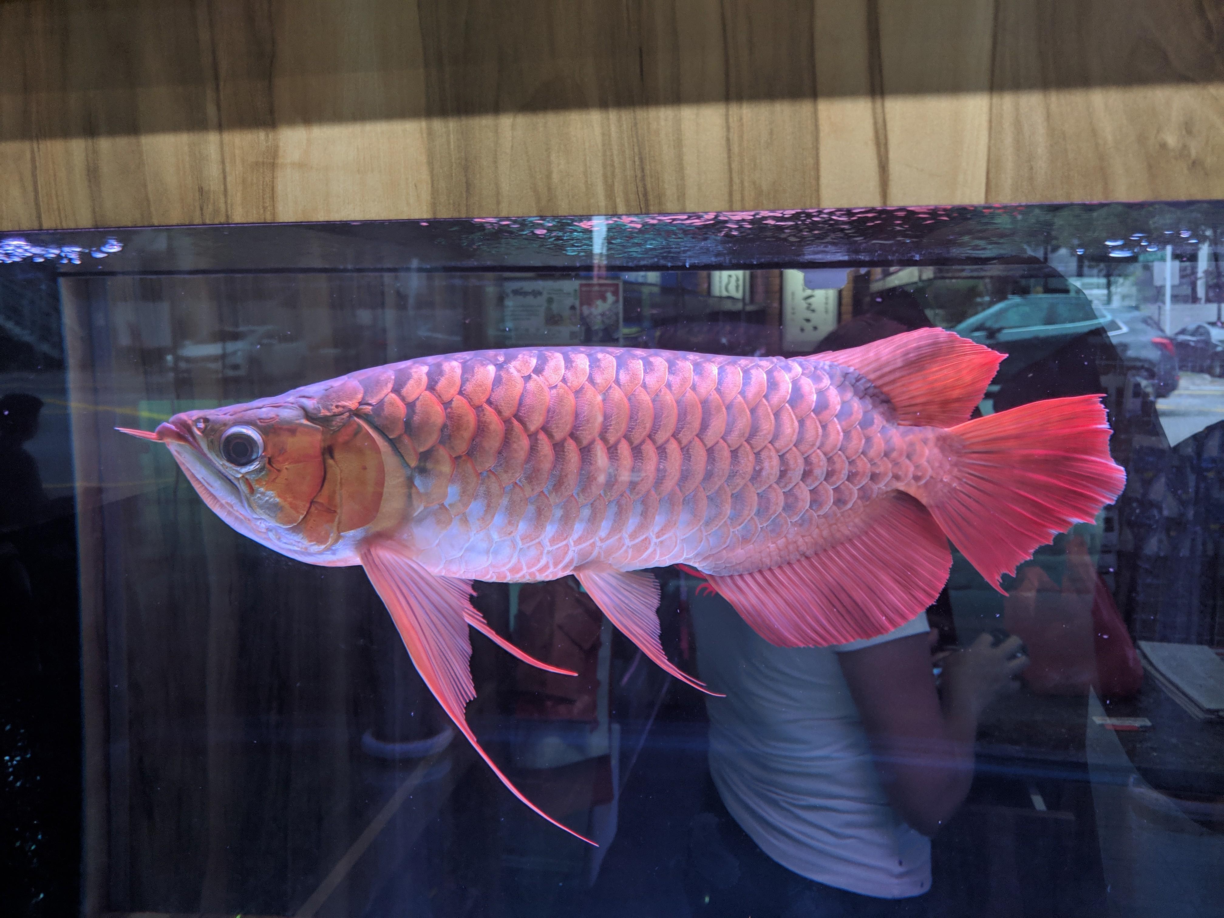 Arowana_Platinum_Red