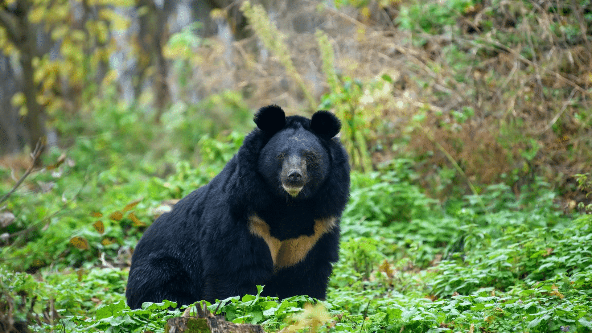 Asiatic_Black_Bear