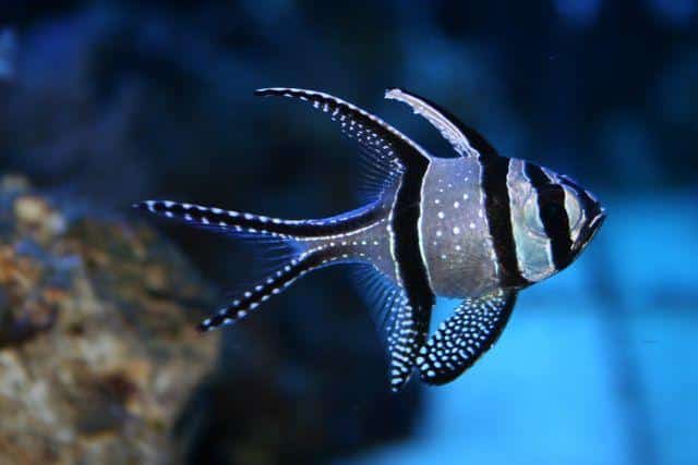 Banggai_Cardinalfish