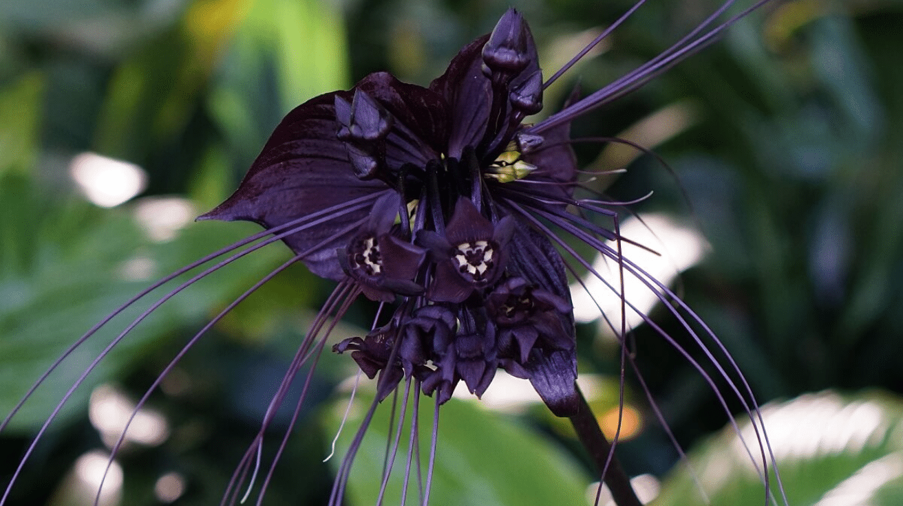 Bat_Flower