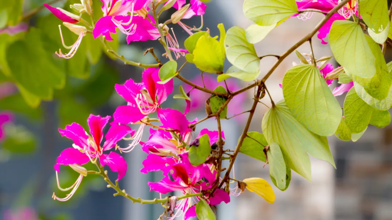 Bauhinia