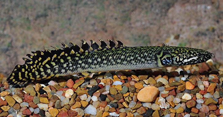 Bichir_Dinosaur_Eel