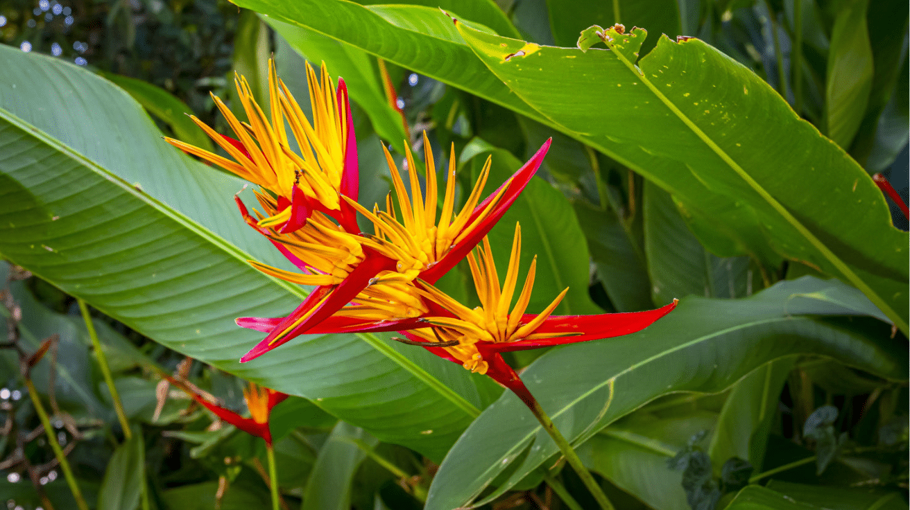 Bird_of_Paradise