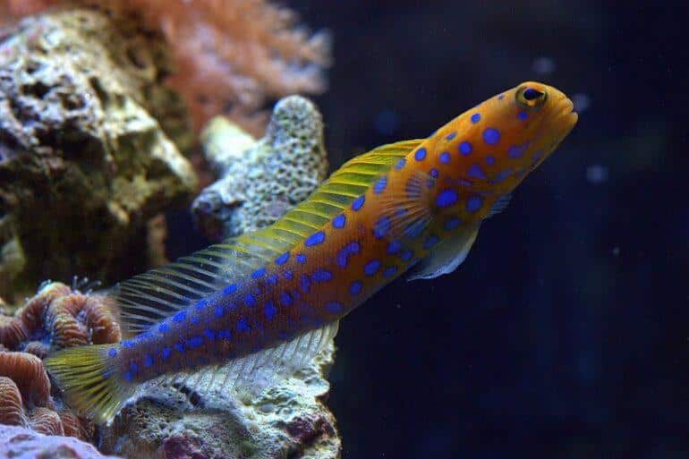 Blue_Dot_Jawfish