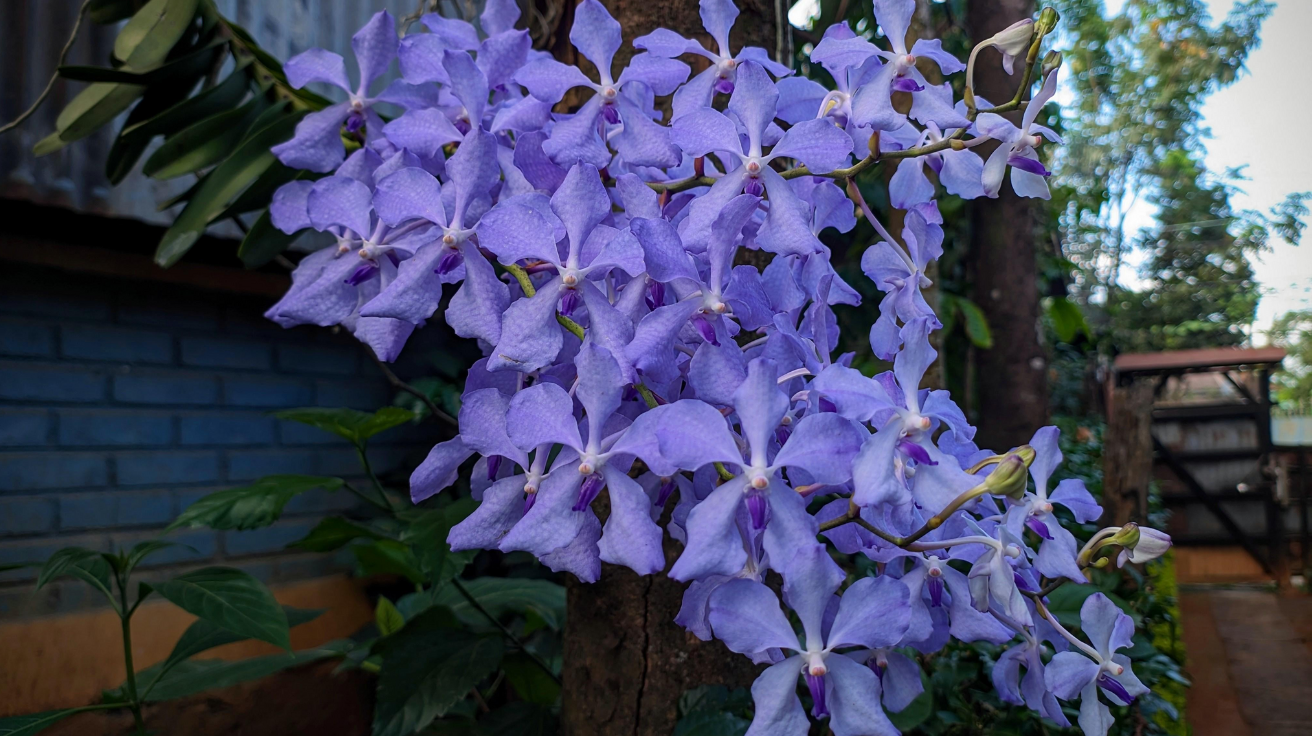 Blue_Vanda_Orchid