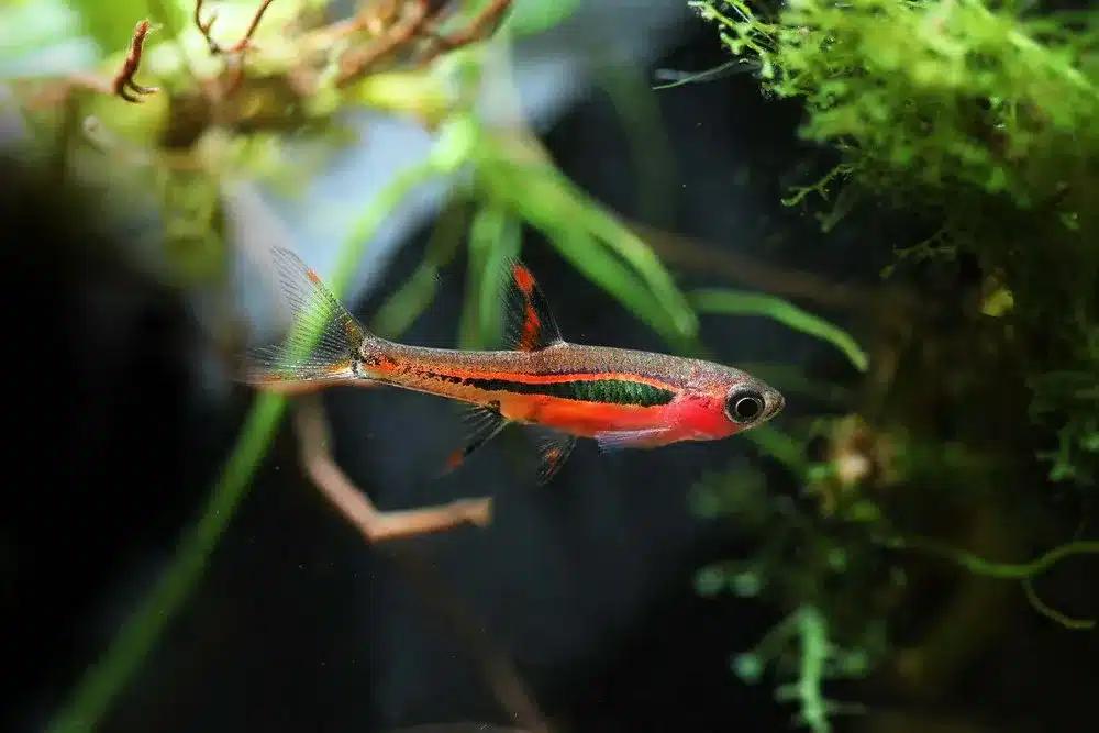 Boraras_Brigittae_Chili_Rasbora