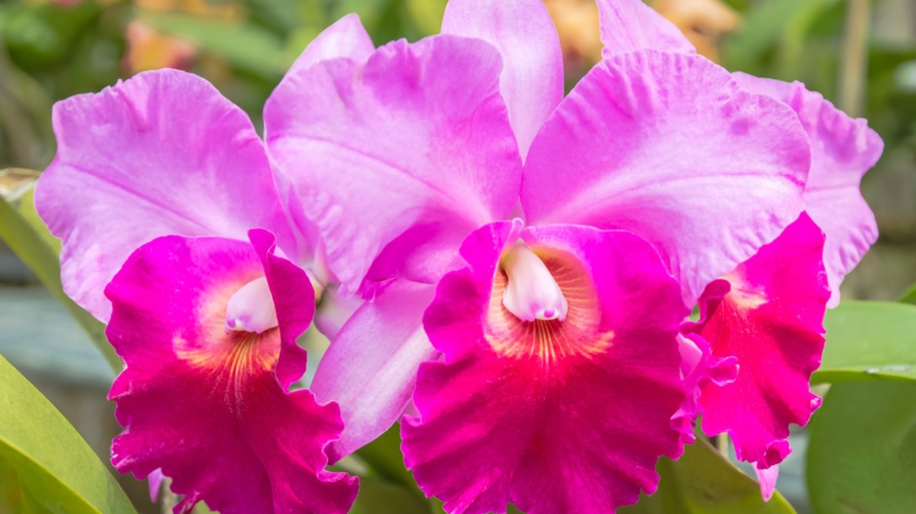 Cattleya_Orchid