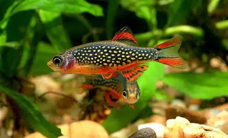 Celestial_Pearl_Danio