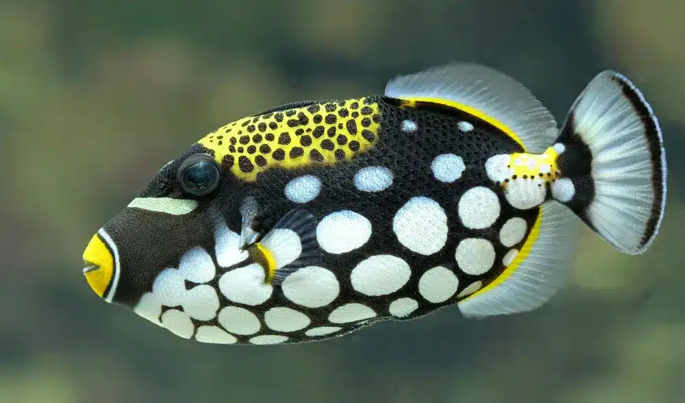 Clown_Triggerfish