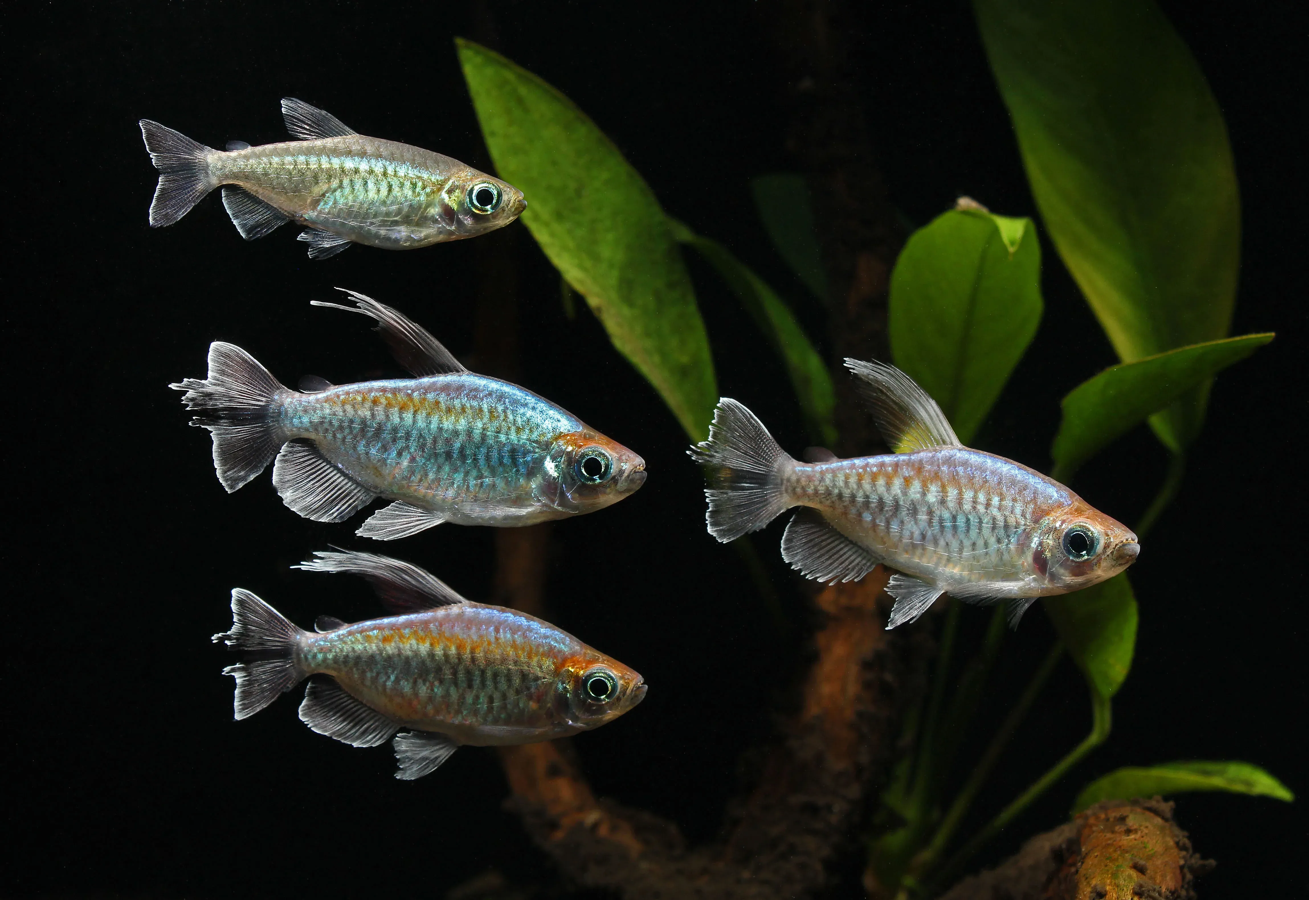 Congo_Tetra