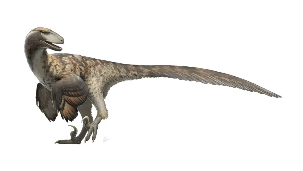 Deinonychus