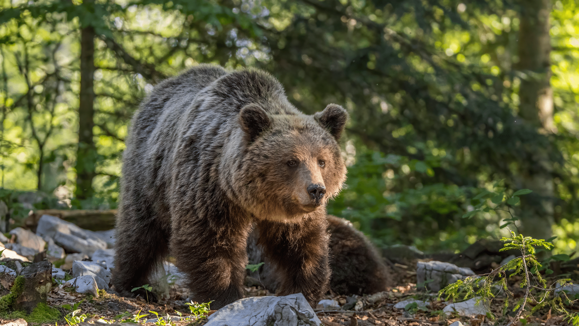 Eurasian_Brown_Bear