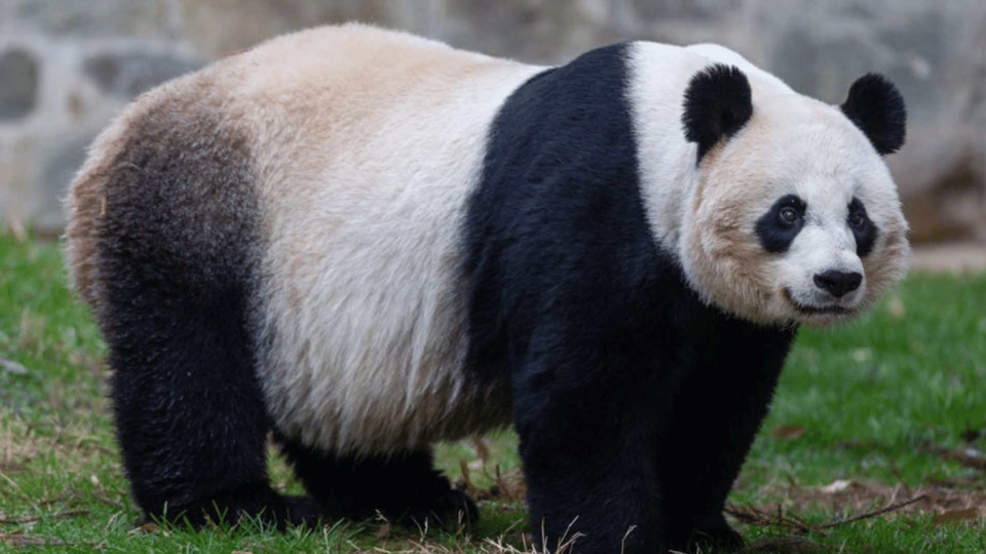 Giant_Panda