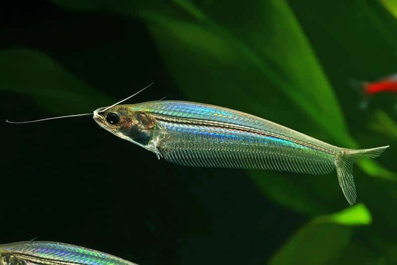 Glass_Catfish