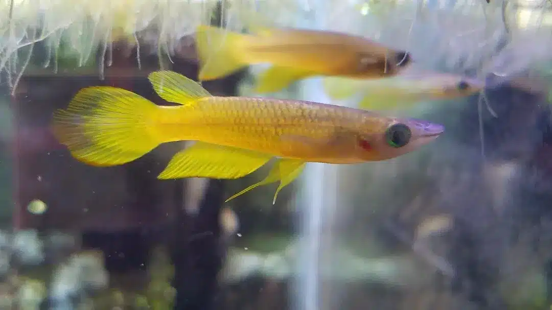 Golden_Wonder_Killifish