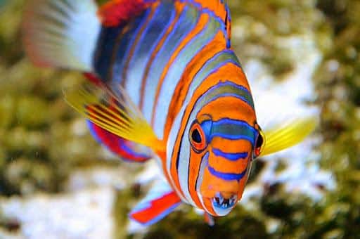 Harlequin_Tuskfish