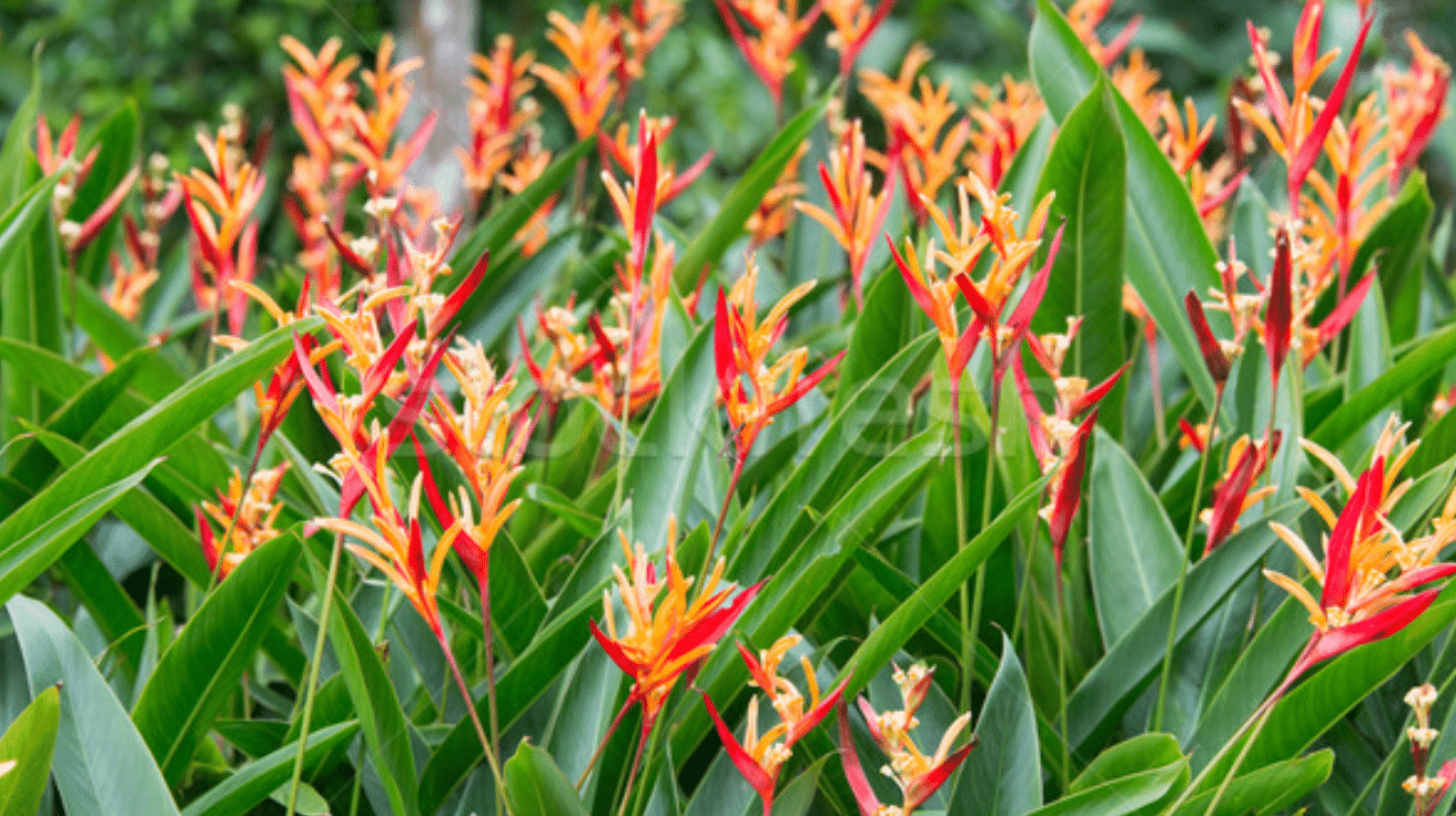 Heliconia