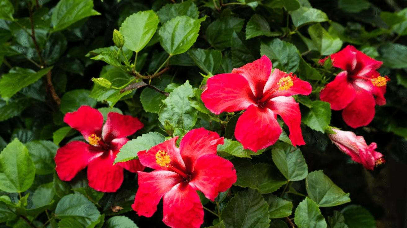 Hibiscus_Rosa-Sinensis