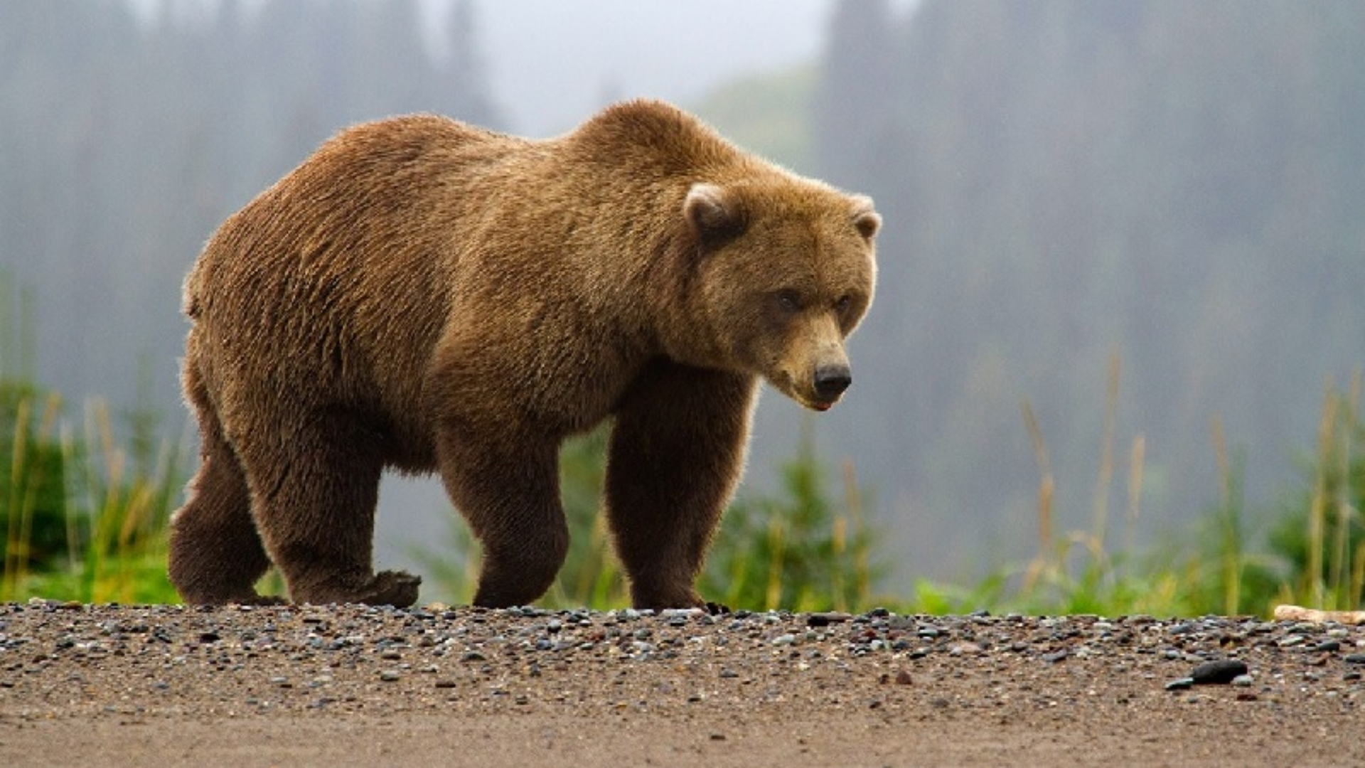 Himalayan_Brown_Bear