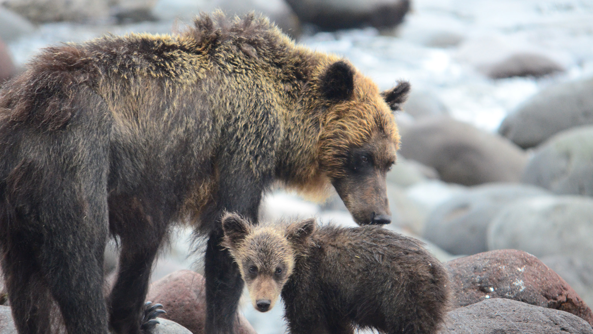 Japanese_Brown_Bear