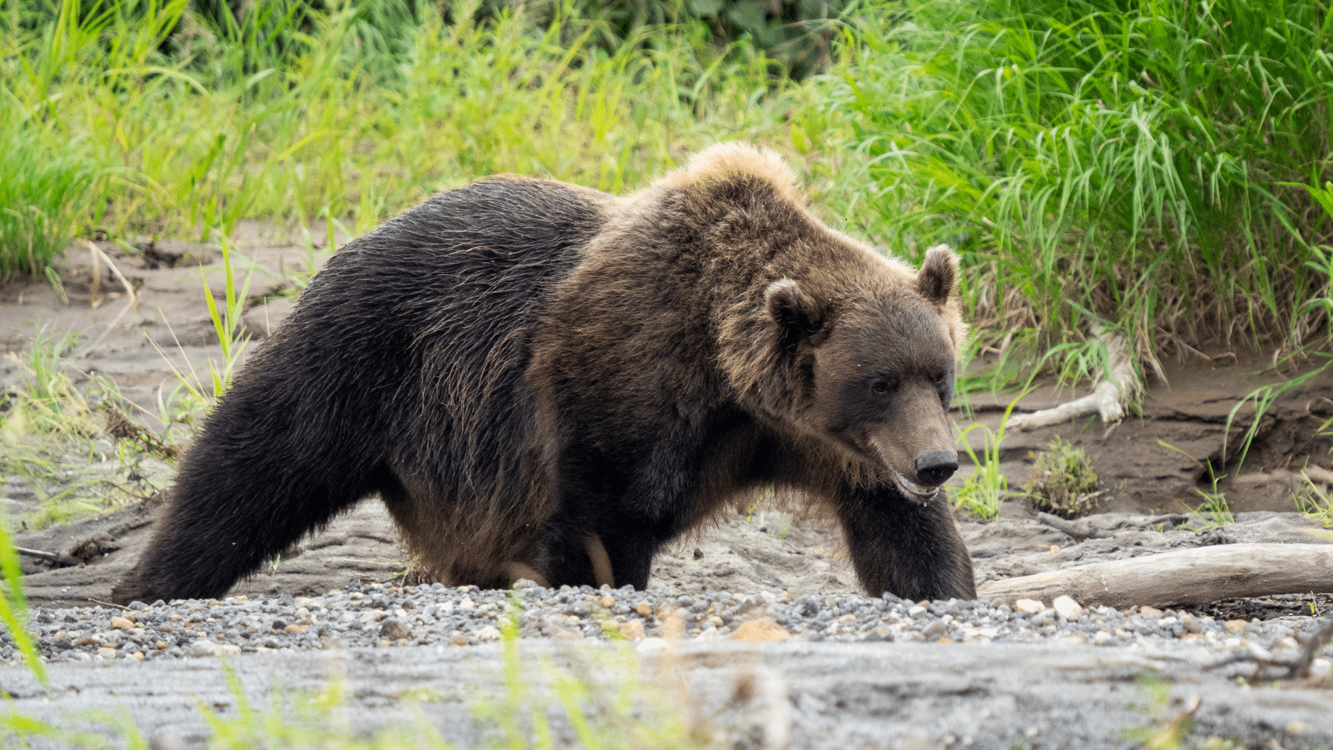 Kamchatka_Brown_Bear