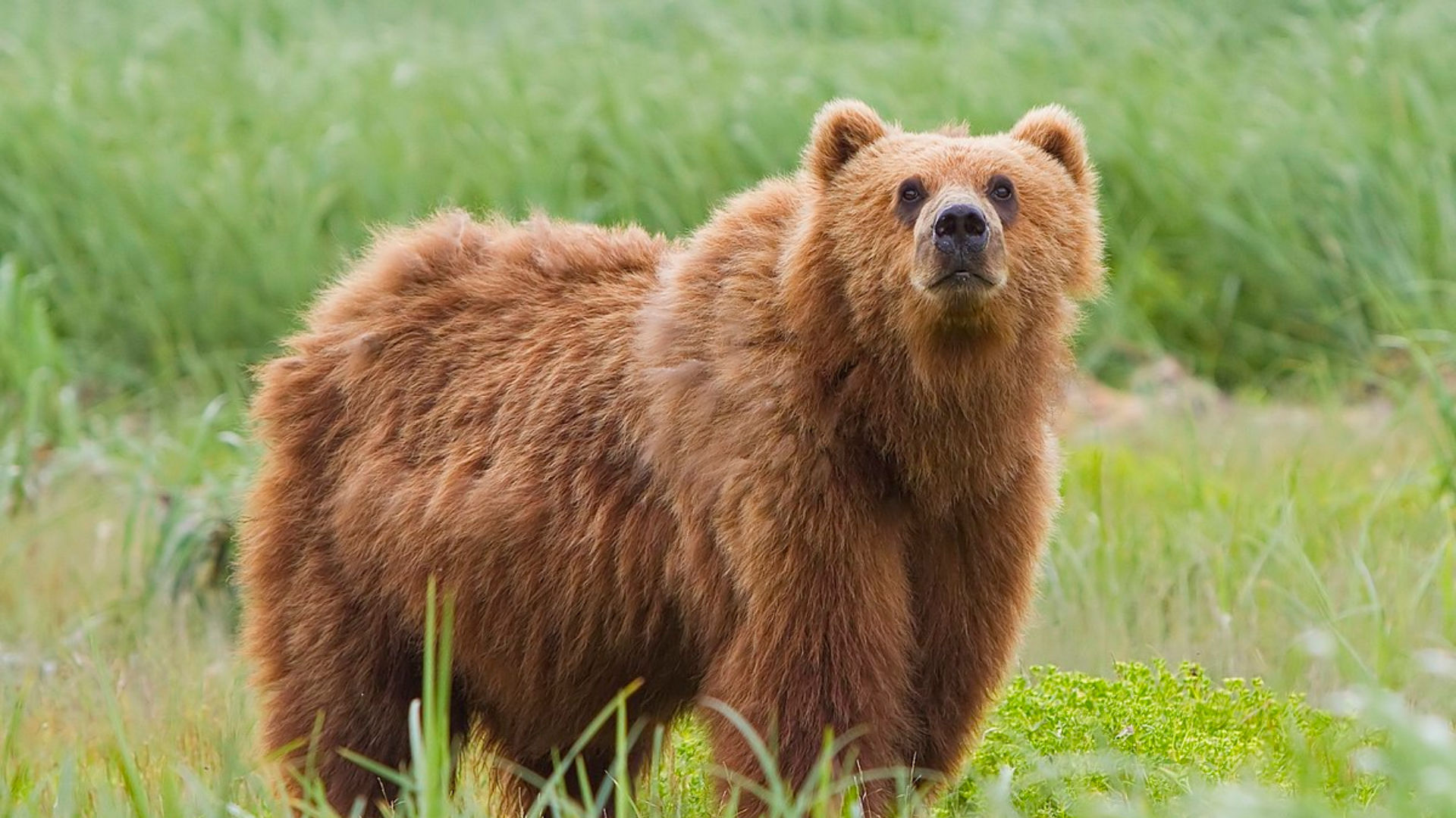 Kodiak_Bear