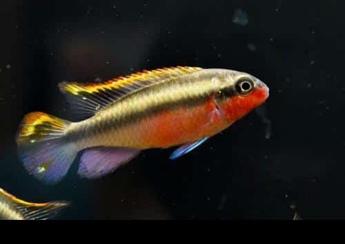 Kribensis_Cichlid