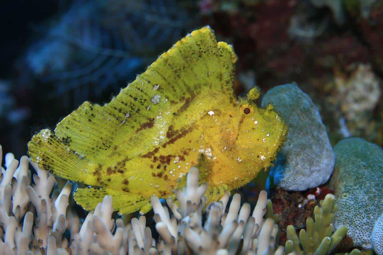 Leaf_Scorpionfish